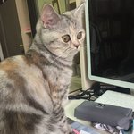 [드루와] 울고양이 공부방해 <b>오짐</b>