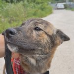 레이/진도견/여아/4개월  *앞발의 흰색<b>무늬</b>가 귀여운 아이예요.