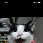 [고양이] 우리 고낭님