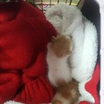 [고양이] [입양홍보] 생후2주에 구조되어 <b>분유</b> 먹고 자란 성장기