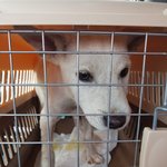 [강아지] <b>뒷다리</b>골절 복동이 퇴원했습니다