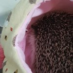고슴이 볼<b>딱지</b>  봐