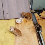 [EXO] 우리 <b>이모</b>가 아기 길냥이들 사진 보내줌