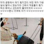[댓글부탁해] 견습 마약<b>탐지견</b>.jpg