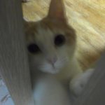 [고양이] 나는 열한살 할배 고양이 싼쵸옹 6