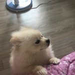 [댓글부탁해] +)할무니한테 혼난 포메