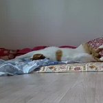 나의 동거묘 <b>도칠</b>이의 시원한 여름팔짜?