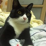 [고양이] 나는 열한살 할배 고양이 싼쵸옹 7
