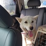 [강아지] 풀숲에 7남매와 버려진 <b>어미</b>