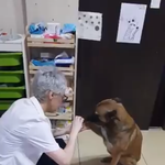 [댓글부탁해] 발다쳐서 약국을 찾은 유기견..