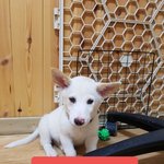 [강아지] 풀숲에 <b>어미</b>와 버려진 7남매중 형제입니다