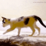 [<b>BL</b>] 이거 ㄹㅇ 차이석이랑 야바ㅋㅋㅋㅋ