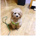 [댓글부탁해] <b>산책</b> 나가자고 졸랐던 강아지