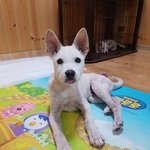 [강아지] <b>뒷다리</b>골절 복동이