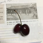 쌍둥이<b>체리</b> 보고가