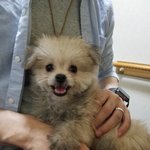 17년염원!드디어 저도 강아지 ㅜㅜ말티폼 믹스 폼<b>마르</b> （포메말티즈...