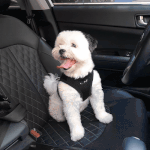 [강아지] 태어날때부터 귀가 까만 <b>믹스</b>견 유콩 02