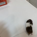 강제 <b>입양</b> 당한썰