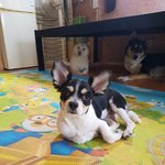 [강아지] 치와와<b>믹스</b> 탄이