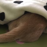 탐스러운 엉덩이 <b>빛삭</b>
