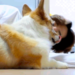 [EXO] 근데 몽뇽이 백현이 디게 좋아<b>하나봄</b>