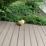 울학교 고양이 개귀<b>엽지</b>