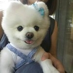 [ㅈㄱㄴ] 나 같은 얼굴형은 단발해야됨 <b>장발</b>해야됨???