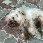 [드루와] 서울시 은평구 <b>선일</b>여고 강아지 학대사건