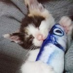 [고양이] 나는야 개냥이 <b>딱지</b>~!!~!! (2)