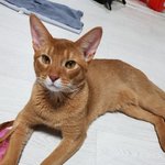 [고양이] 카레와 가을이입니다.