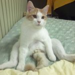 [고양이] 나는 열한살 할배 고양이 싼쵸옹 8