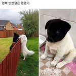 [드루와] 엄마랑 아빠 <b>반반</b>씩 닮아서 얼굴만 까만 댕댕이