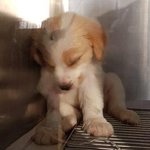 비닐<b>봉지</b>에 담겨 버려진 강아지 죽어…경찰 수사