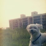 [강아지] 제 막내동생 <b>돌돌</b>이 좀 봐주세용!!!!!