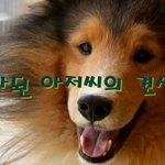 [강아지] 개가된아저씨(<b>개아</b>)의 견생일기 시작합니다.