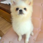 <b>팅커벨</b>/포메라이언/남아(중성화완료)/2살/2.2kg *보송한 털을...