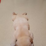 리트리버+풍산개 <b>믹스</b>견 짱이