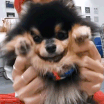 [방탄소년단] 얘들아 질문 좀 받아줘 ㅠ