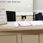 워커<b>홀릭</b> 냥이들