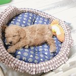 [강아지] [꼬미] <b>토이</b>푸들의 성장기입니다 :)