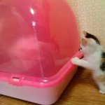 [고양이] 나는 열한살 할배 고양이 싼쵸옹 9