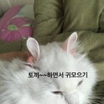 [드루와] 너네 소확<b>행이</b> 모야