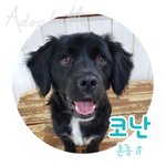 [유기견] 갓 1살 정도 된 <b>천진</b>난만 코난이의 가족이 되어주세요~