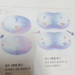 [댓글부탁해] 과학 감수<b>분열</b> 잘 아는 사람 ㅜㅜ 제발