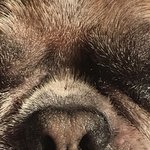 [강아지] 16살 노견 시<b>츄</b> 갑작스런 실명..조언을 구합니다~