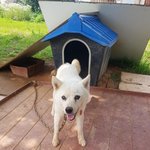 [강아지] 순하고 예쁜 진도<b>여아</b>