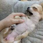 [강아지] 울 강쥐 솜이