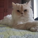 [고양이] [별이모찌맘맘-6탄] 모찌의 백혈병 [고양이백혈병]