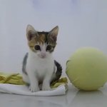 [방탄소년단] 찐 삼색고양이 세렌디피티 봄????