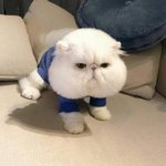 고양이